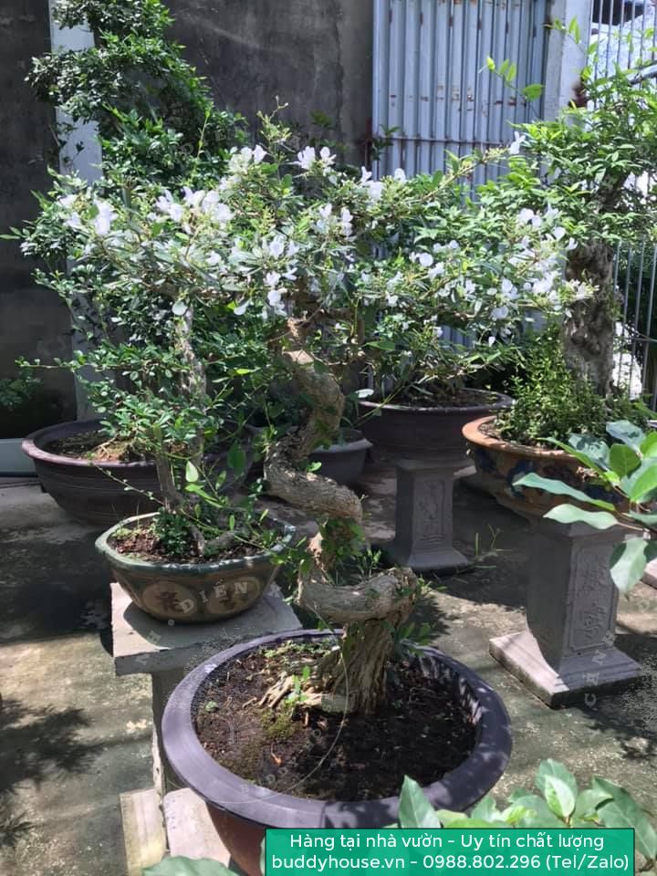bonsai-doi-linh-sam-trang-bonsai-nam-dinh-dien-xa-buddy-house-2107