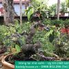 bonsai-vip-cay-xanh-hat-bonsai-nam-dinh-dien-xa-buddy-house-0708-1