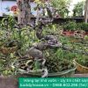 bonsai-vip-cay-xanh-hat-bonsai-nam-dinh-dien-xa-buddy-house-0708